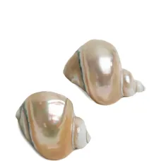 Салфержка в виде ракушки